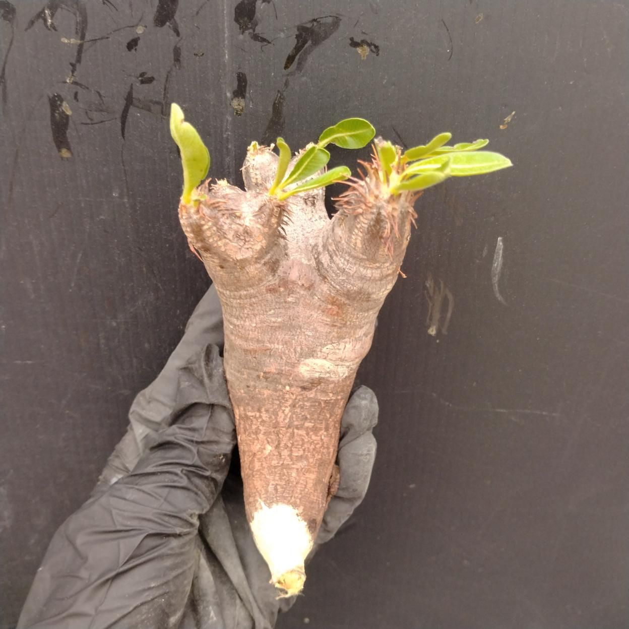 D154 「塊根植物」パキポディウム ブレビカリックス 抜き苗【根切確認済・Pachypodium brevicalyx・多肉植物】