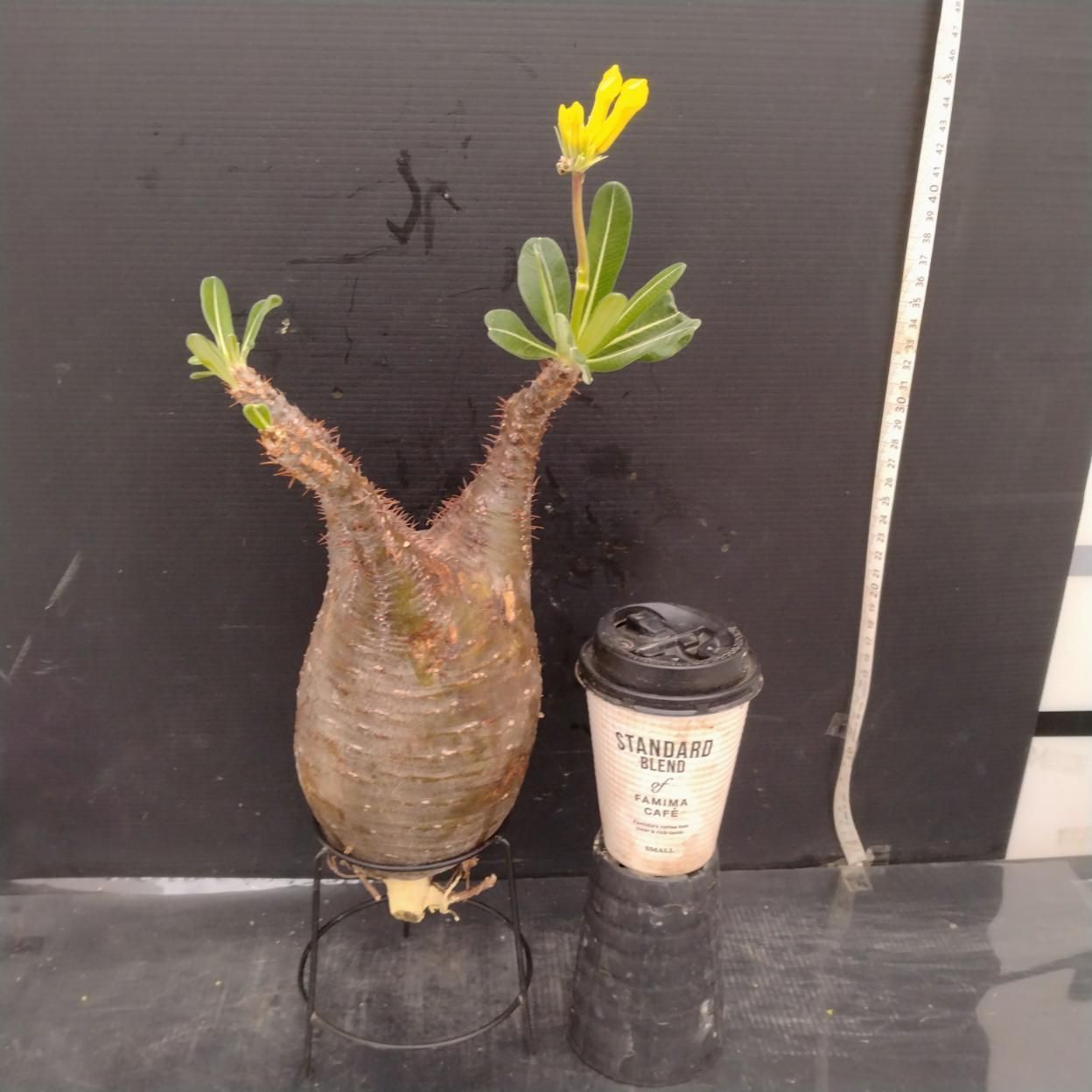 D271 「塊根植物」パキポディウム グラキリス L 抜き苗【最新到着・根切確認済・ P.gracilius・多肉植物・塊根植物】