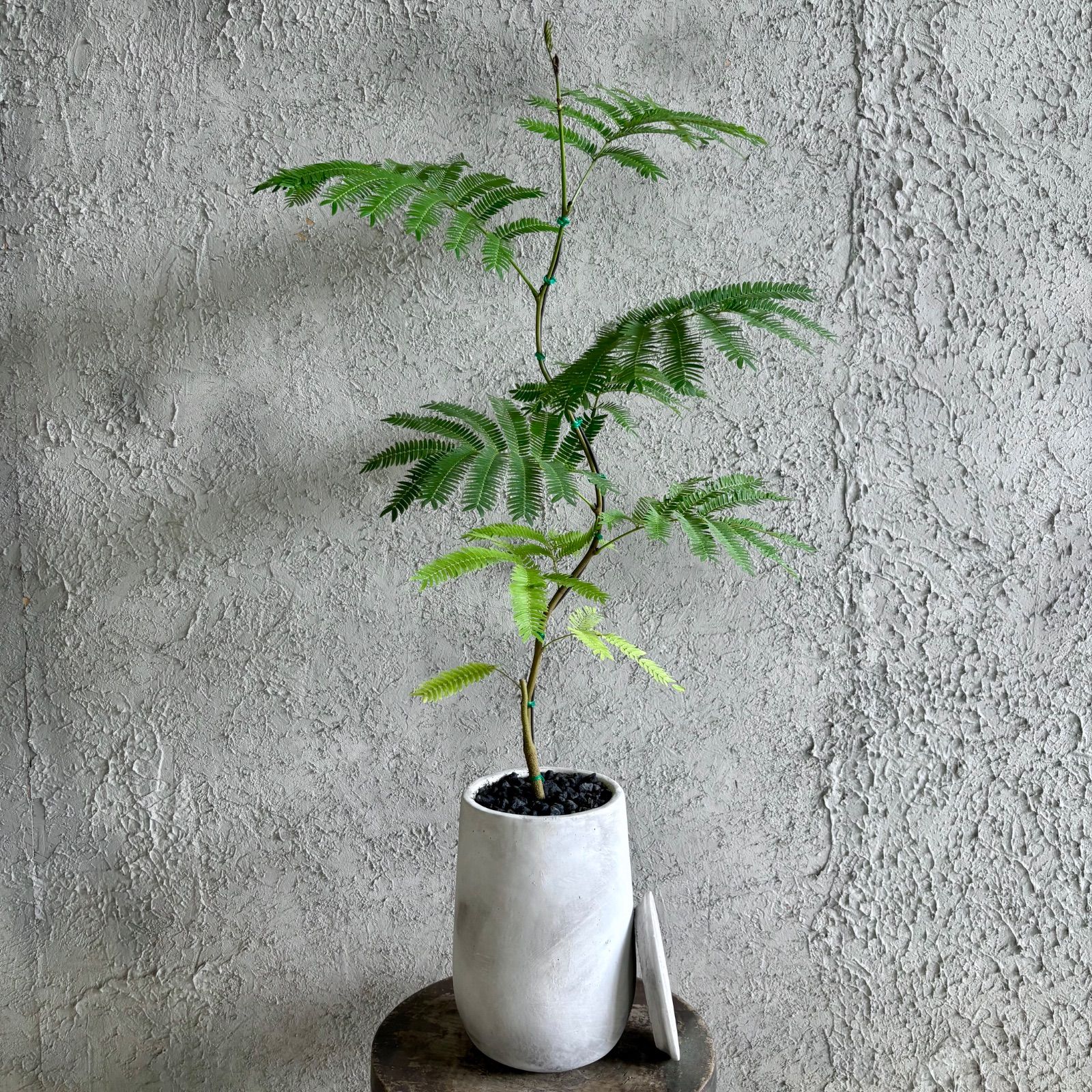 【厳選された植物と鉢】美形　曲がり仕立て　エバーフレッシュ　6号　テラコッタ性鉢植え　ホワイト　受け皿付き 7,161円