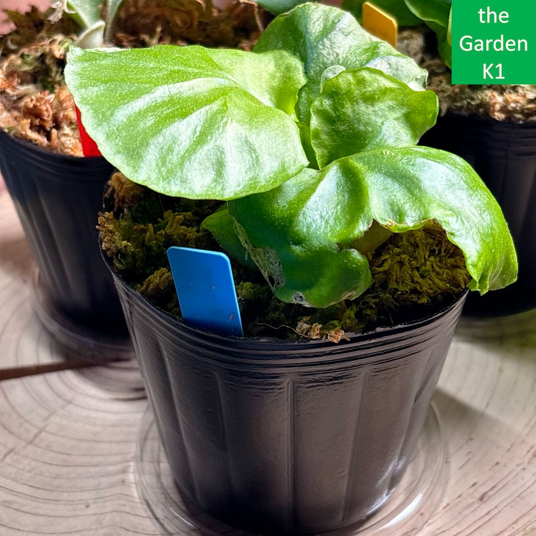 超メルカリ市特別価格！P.Kanekyu ビカクシダ 金久 観察植物