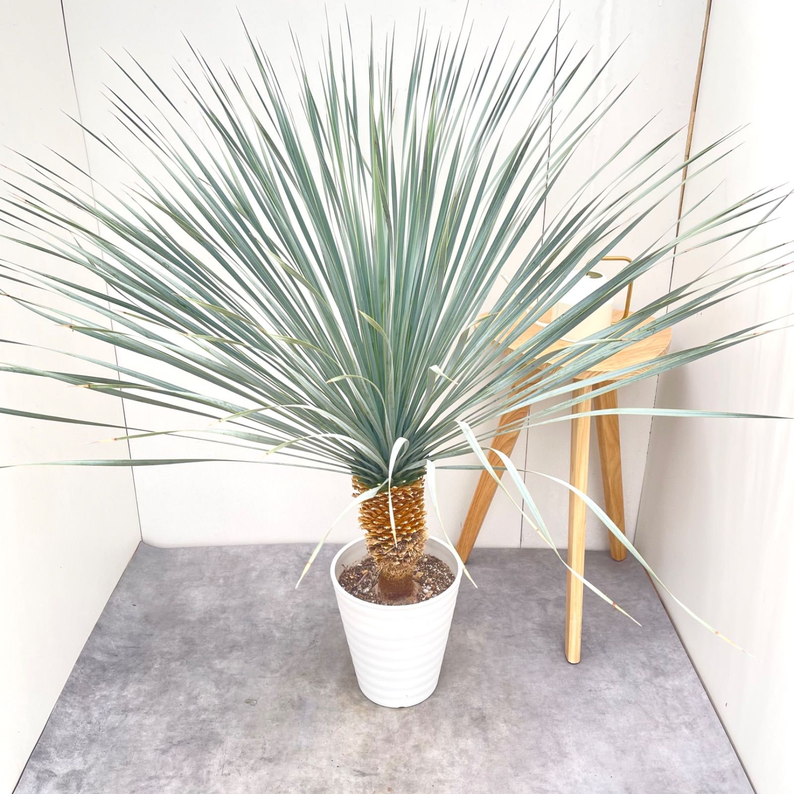 ユッカ　ロストラータ　ランチョンブルー　6【現品】観葉植物　ドライガーデン　屋外　大型 20,475円
