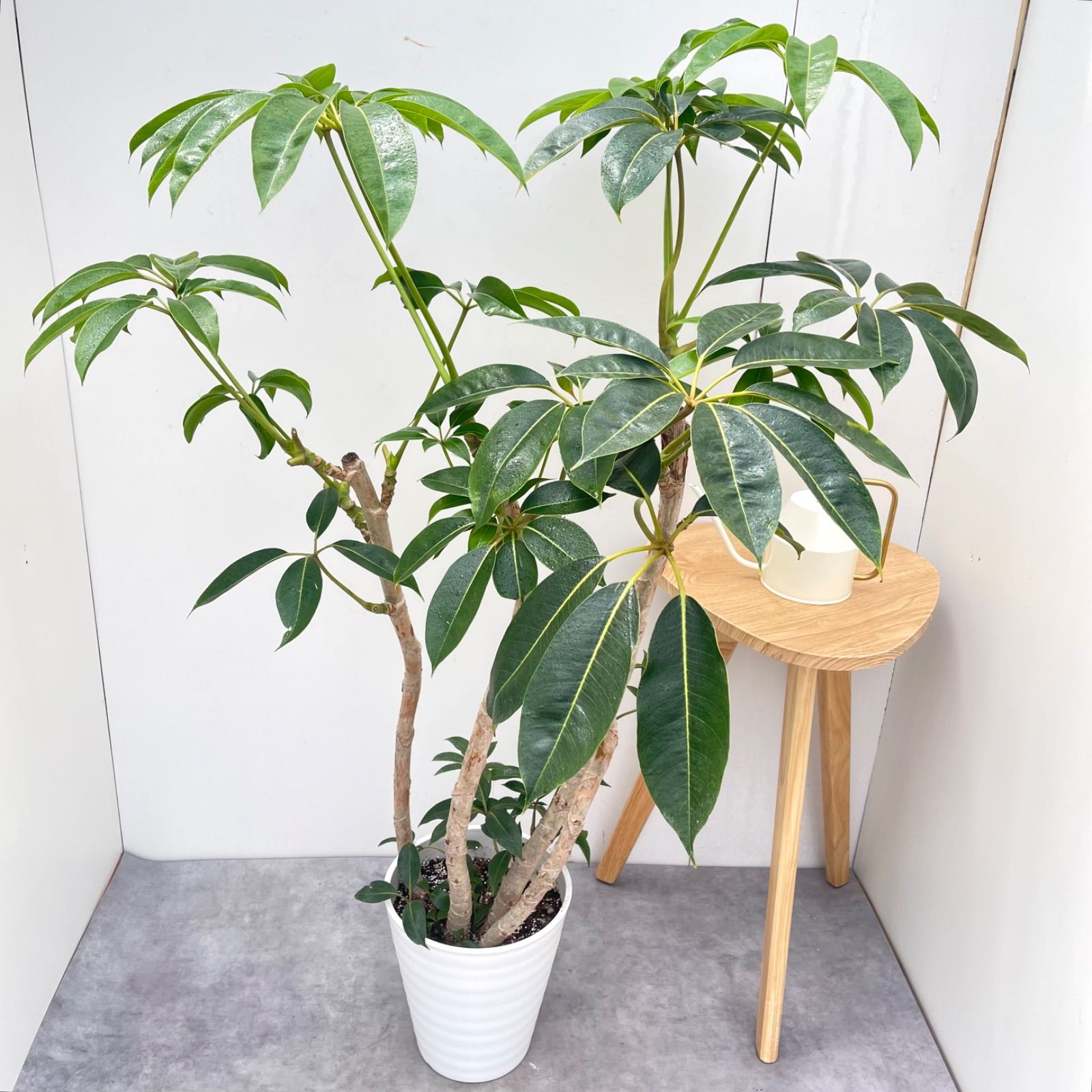 ツピタンサス　シェフレラ　ピュックレリ　9【現品】観葉植物　室内　大型 8,816円
