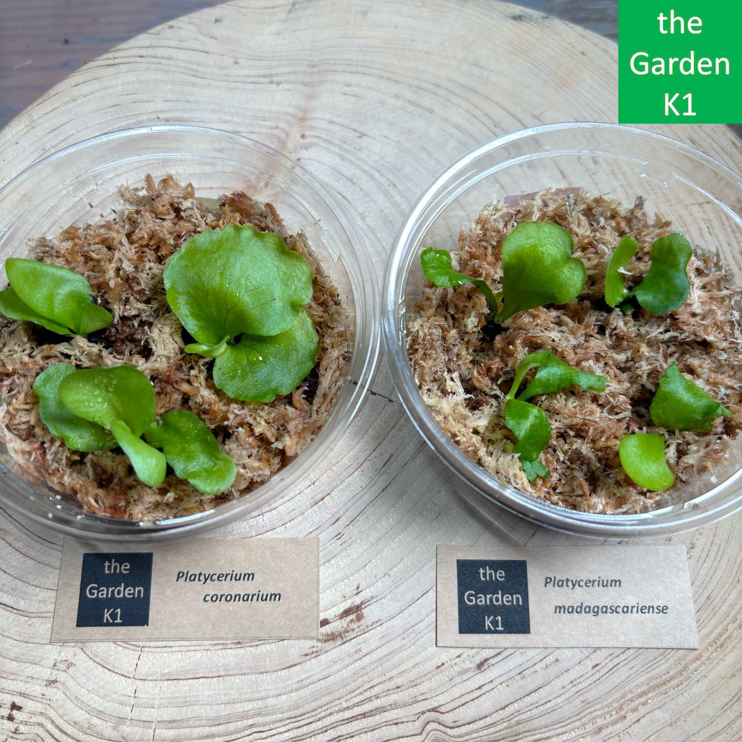 tama様　ビカクシダ苗4種セットマダガスカリセンセ、コロナリウムコンパクト等 観葉植物 tama様 ビカクシダ苗4種セットマダガスカリセンセ、コロナ