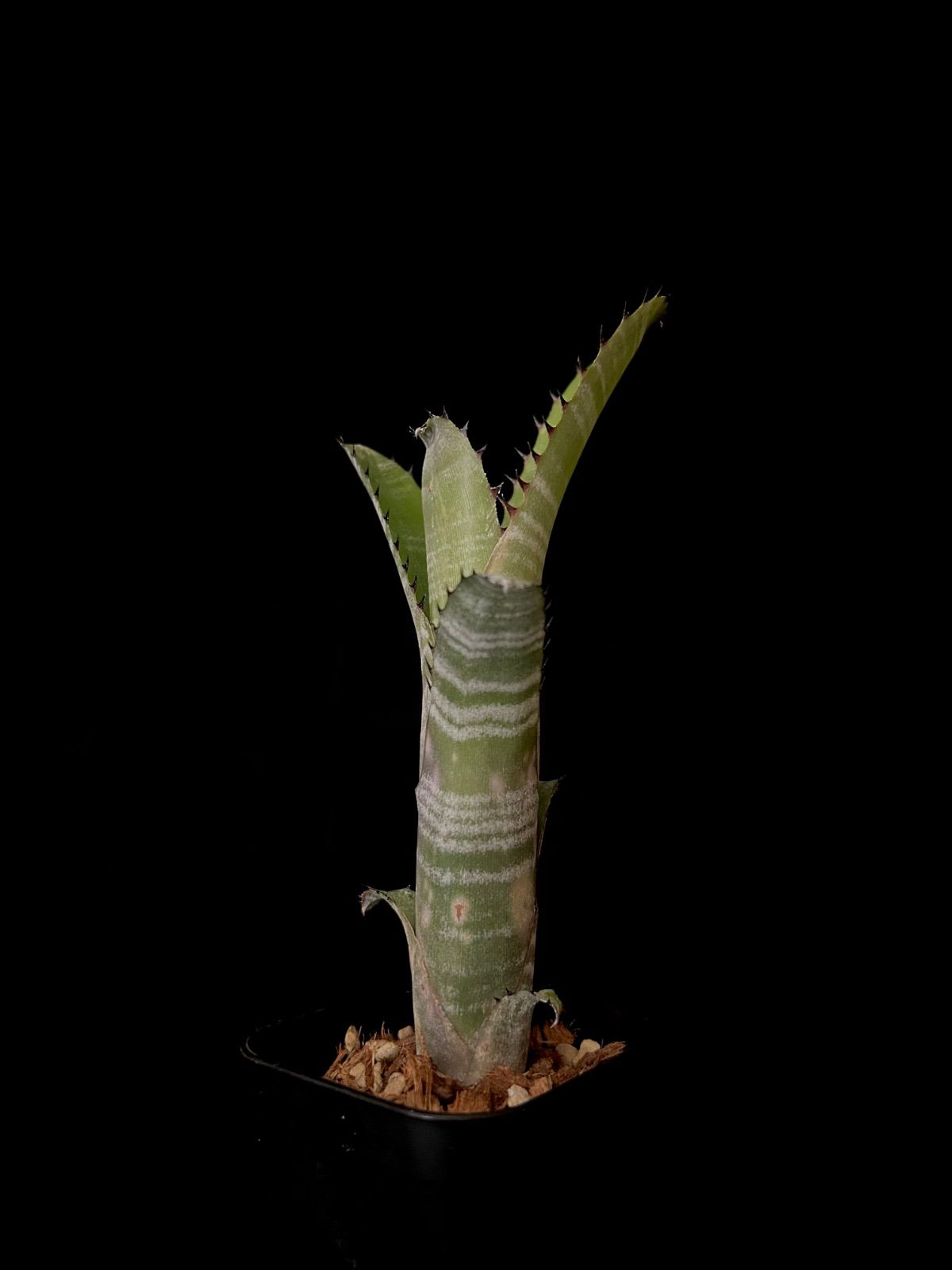 Billbergia ‘Kolan Marble Shark’ 現品