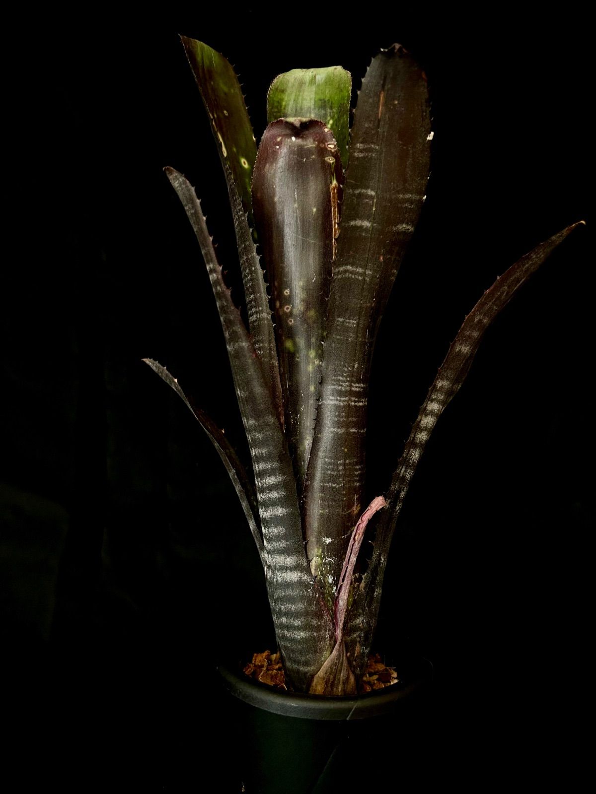 Billbergia Dark Vader　現品　漆黒 16,644円