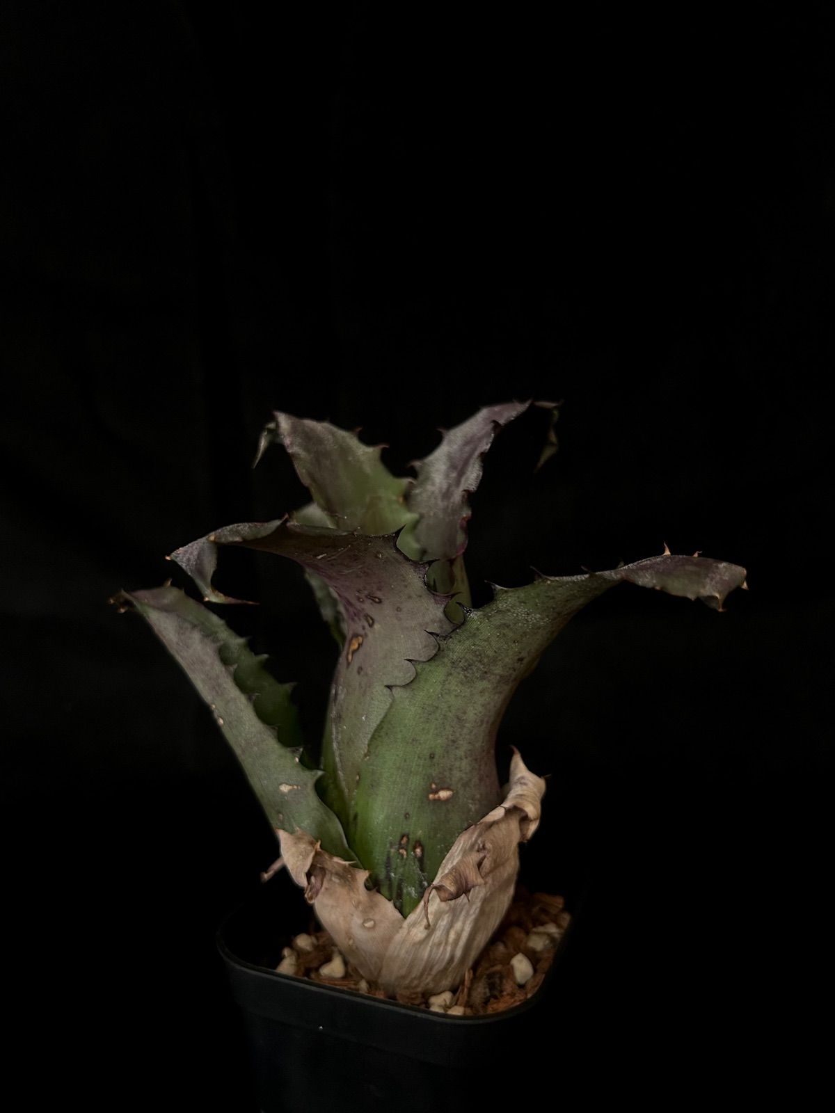 Hohenbergia sp. Sandia’s Mountain 現品