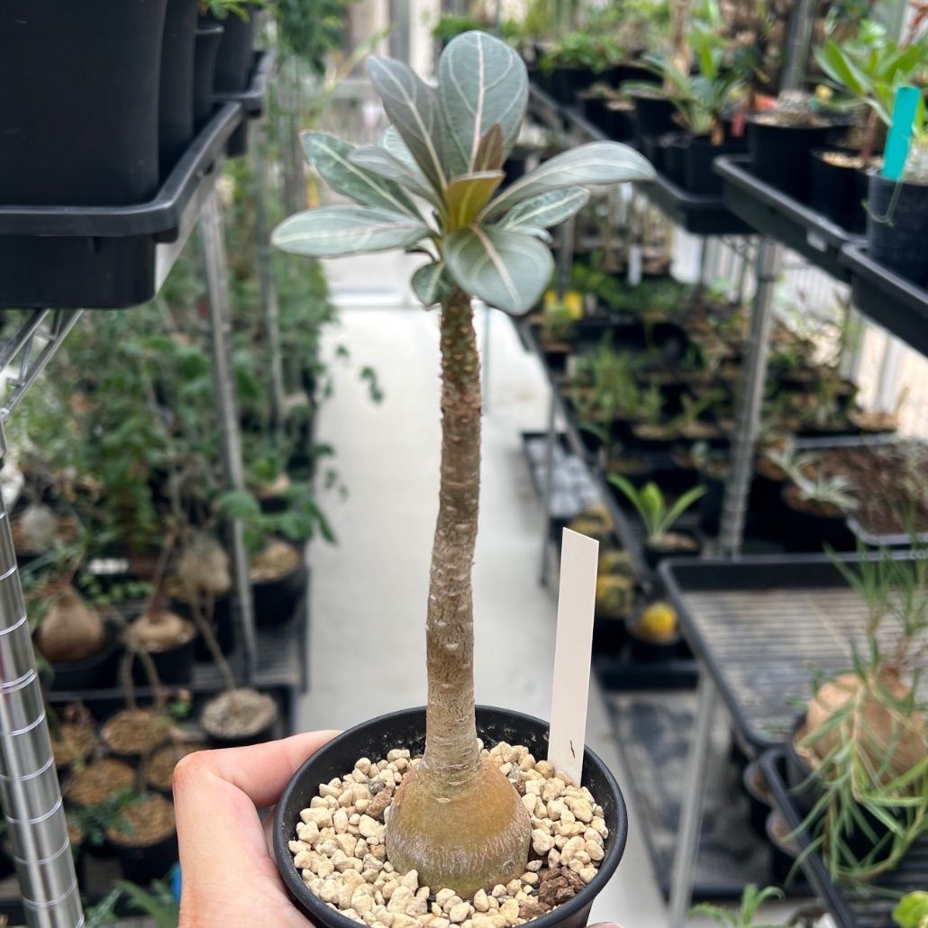 アデニウム・ソコトラナム Adenium socotranum 国内実生株 8,855円