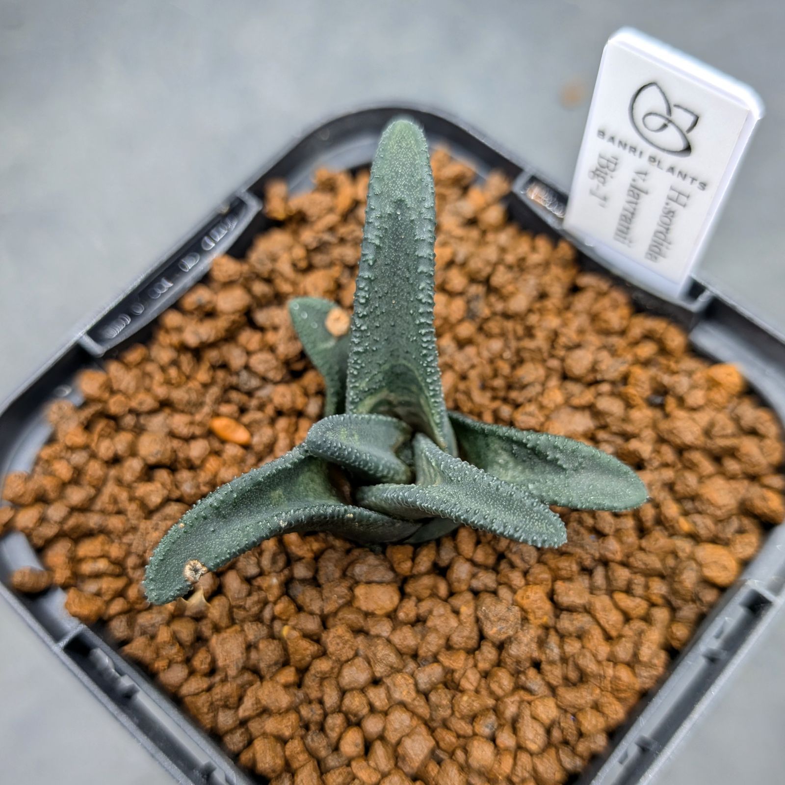 『BP』ハオルチア ラブラニー H.sordida v.lavranii 'Big-1' 15,246円
