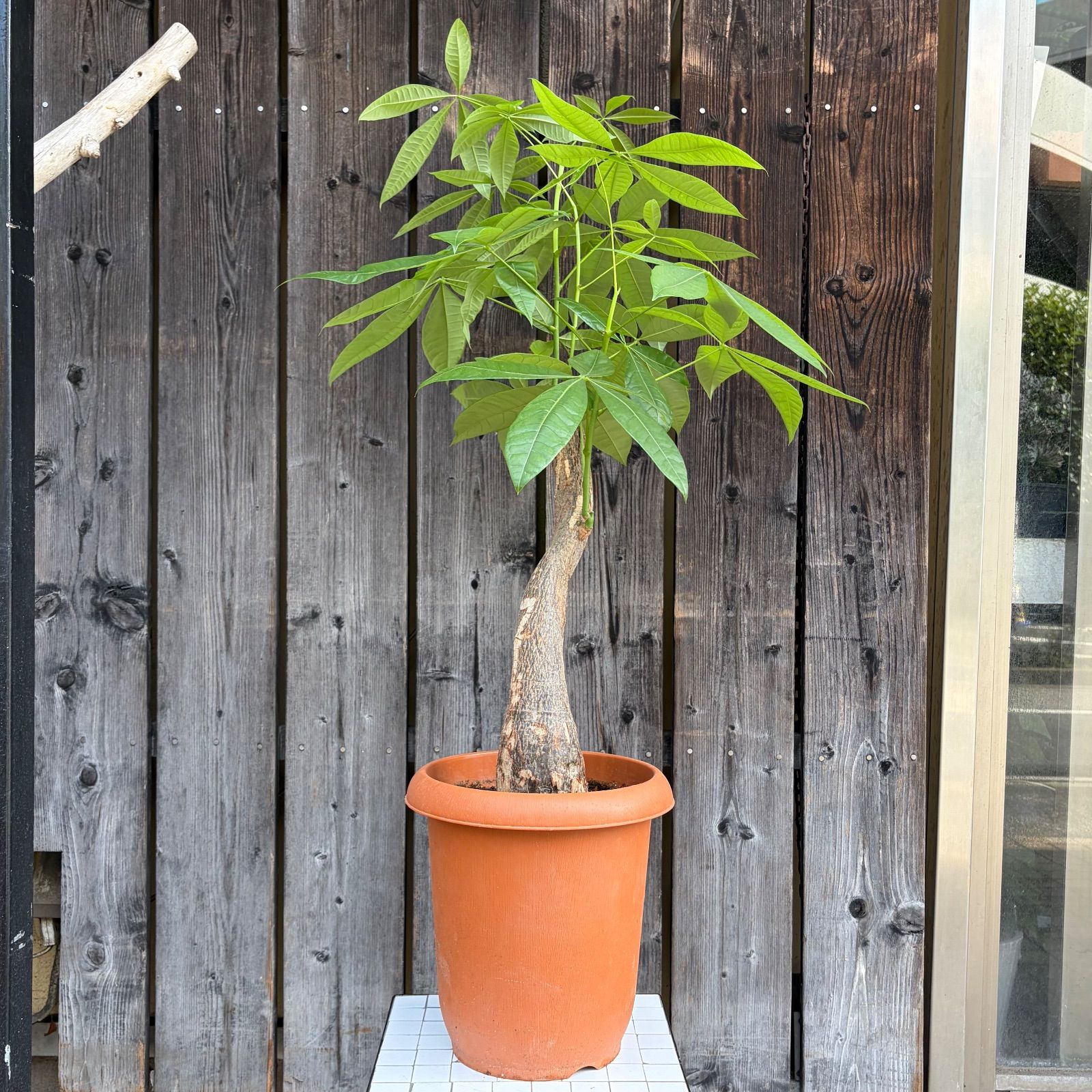 パキラ 朴 ねじり仕立て 8号鉢 ワイルドなフォルム