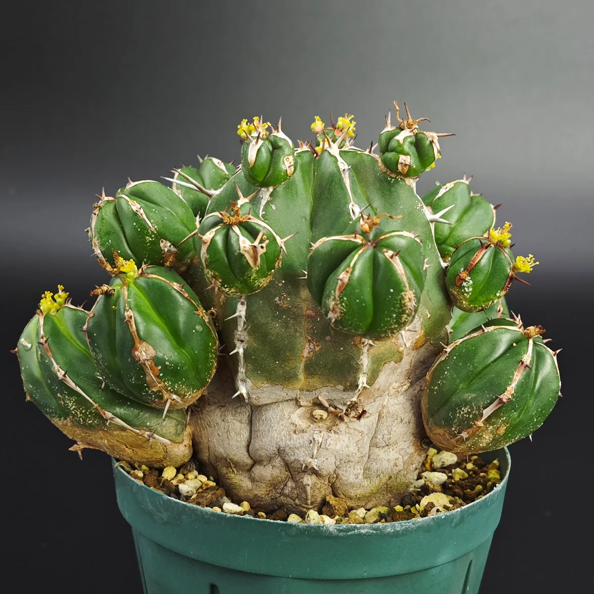観葉植物 レア ユーフォルビア カンダレンシス×サピニー 実生