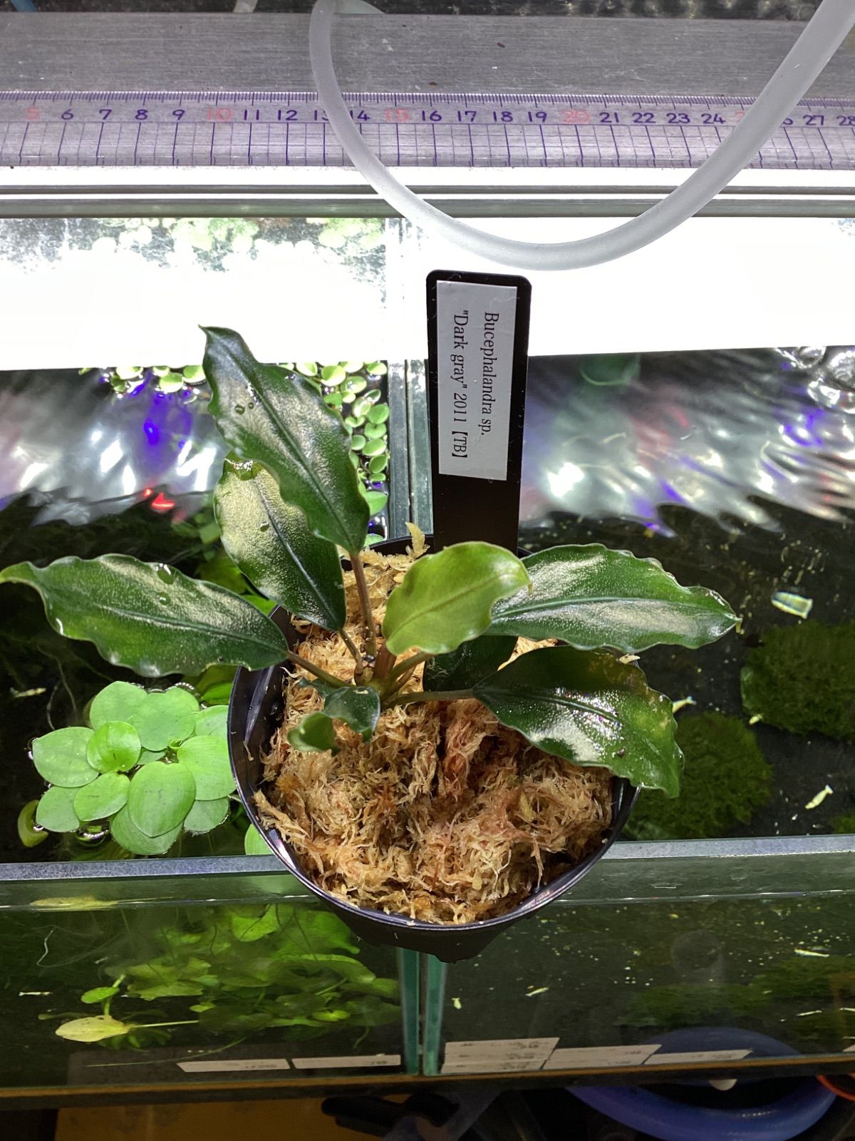 Bucephalandra sp. Dark gray 2011 【TB】