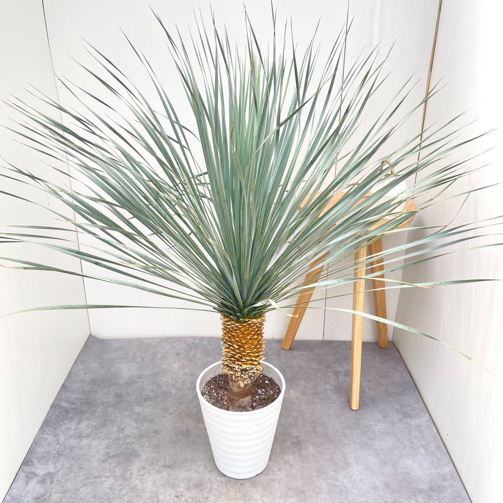 ユッカ　ロストラータ　ランチョンブルー　7【現品】観葉植物　ドライガーデン　屋外　大型