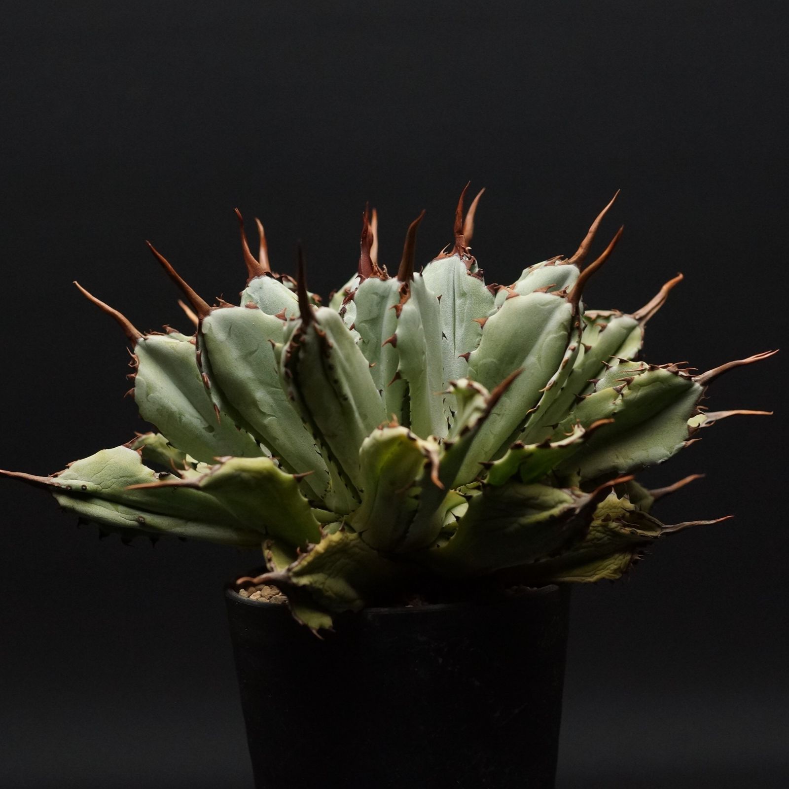 チタノタ 【Oaxaca 引退18 セールAgave 】titanota アガベアガベ
