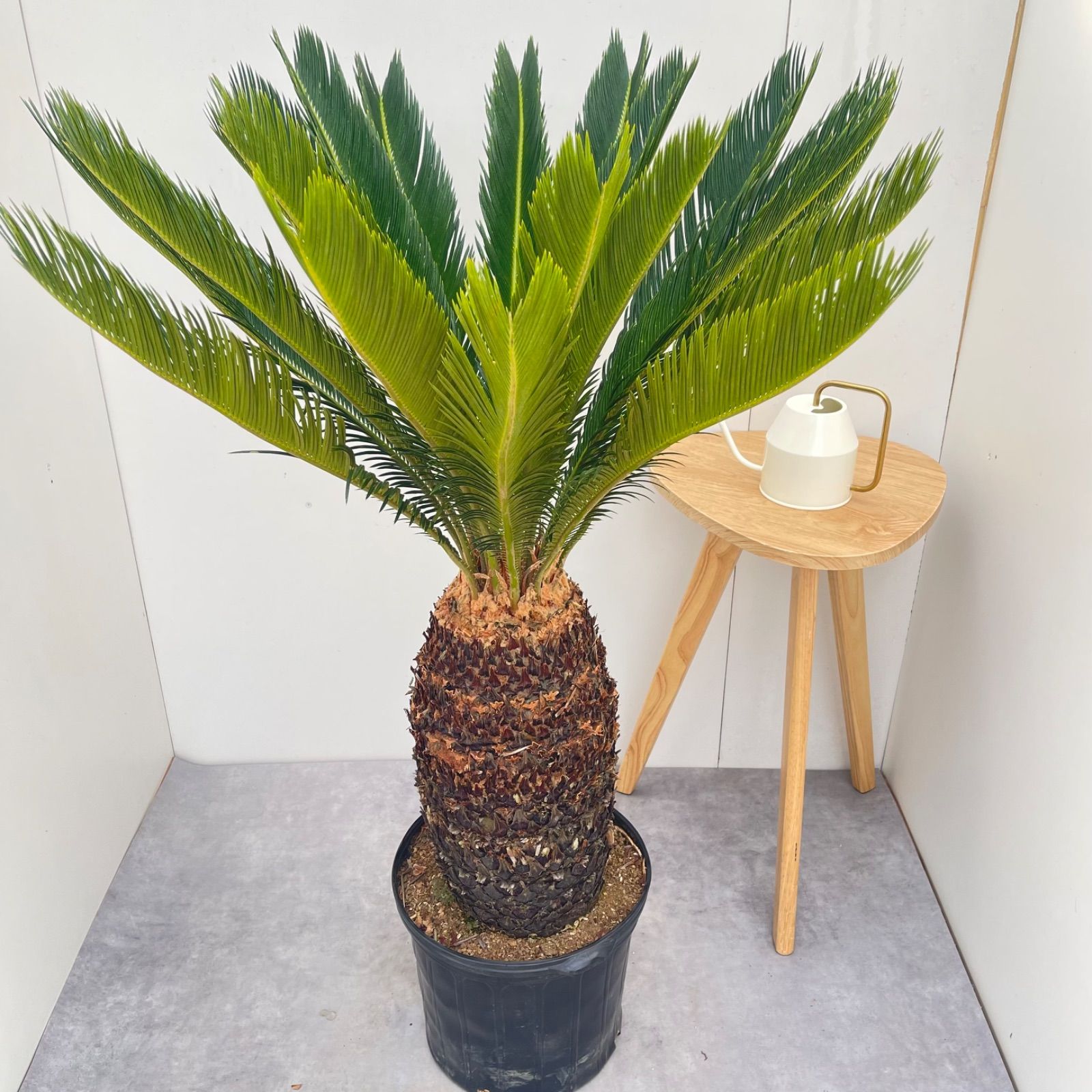 御ススメ✨Microsorum sp 'Fireworks' ミクロソリウム 黄み If You