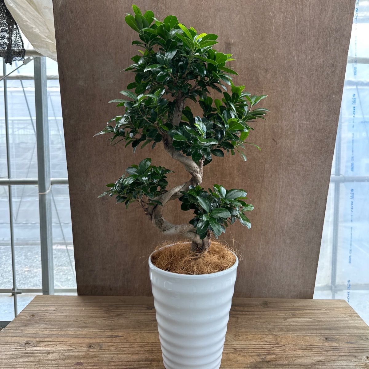 パンダガジュマル Ficus microcarpa 'Panda' 現品 昇り龍 仕立て S字仕立て フィカス ミクロカルパ 多幸の木 幸せを呼ぶ木 まがり 観葉植物 観葉 植物 珍しい レア 希少 塊根植物 塊根 インテリア プレゼント 開店祝い お祝い
