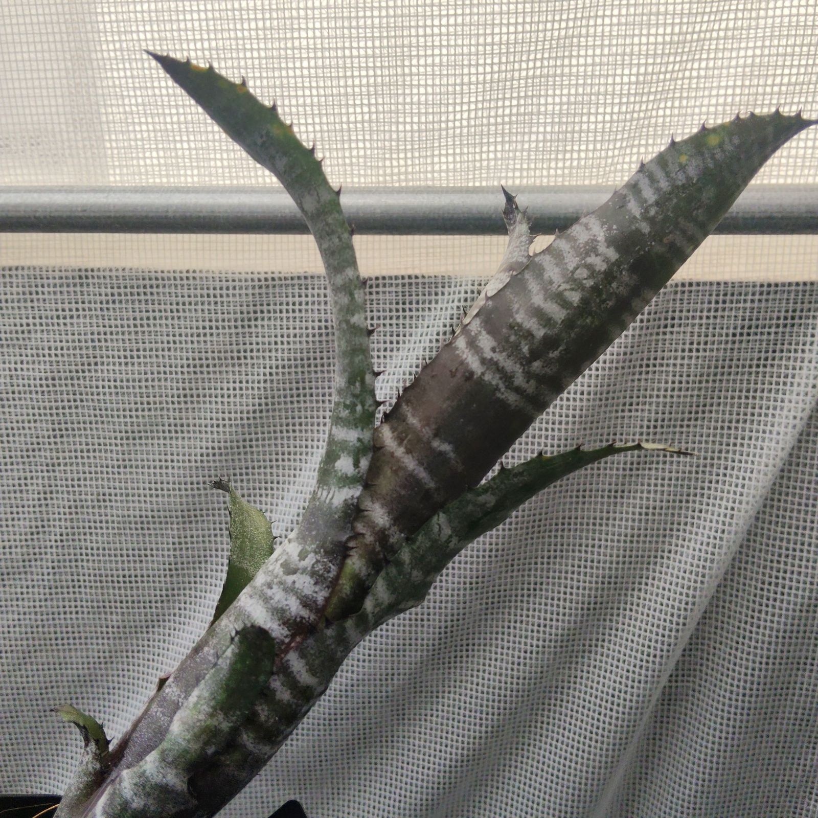 ビルベルギア オビワン タンクブロメリア Billbergia Obi-Wan