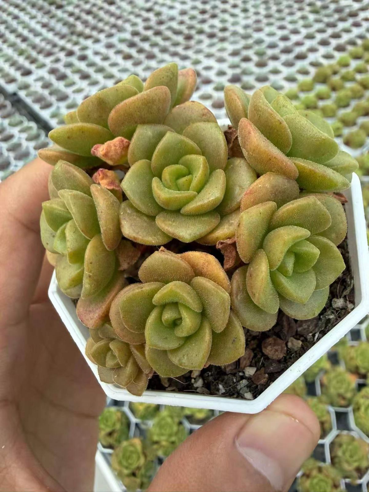 多肉植物　Z6747　リリリリー　48株 　抜き苗　エケベリア　セダム　アエオニウム　韓国苗　寄せ植え　詰め合わせ 6,735円