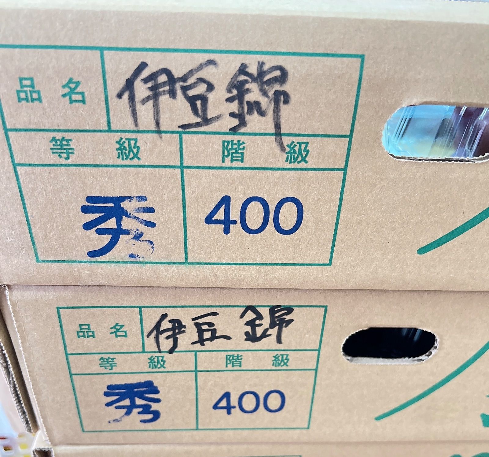 超希少品種 伊豆錦 ジャンボ大粒ぶどう 甘い秀品 糖度20度以上 10房 種