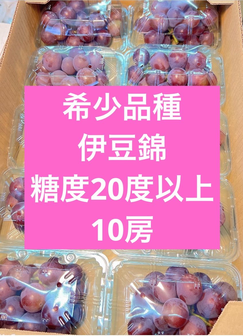 超希少品種　伊豆錦　ジャンボ大粒ぶどう　甘い秀品　糖度20度以上　10房　種無 超希少品種 伊豆錦 ジャンボ大粒ぶどう 甘い秀品 糖度20度以上 10房 種