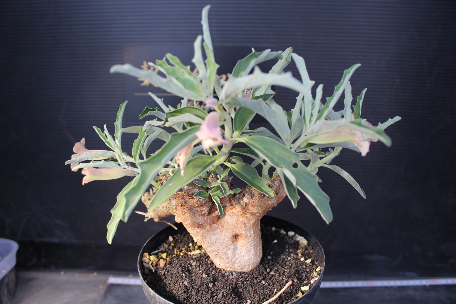 1353　プテロディスクス　ヌガミクス　/ Pterodiscus ngamicus / 　塊根植物