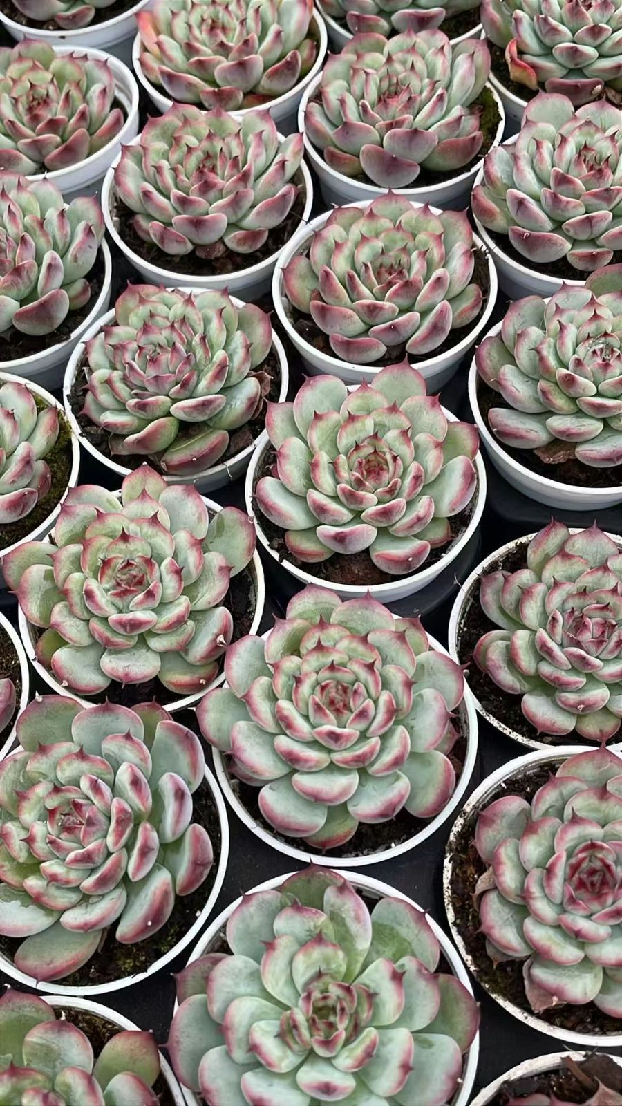 新入荷　54鉢の土鉢付きセット　マセル　多肉植物　佐川急便発送　エケベリア　セダム　韓国苗　Z6768