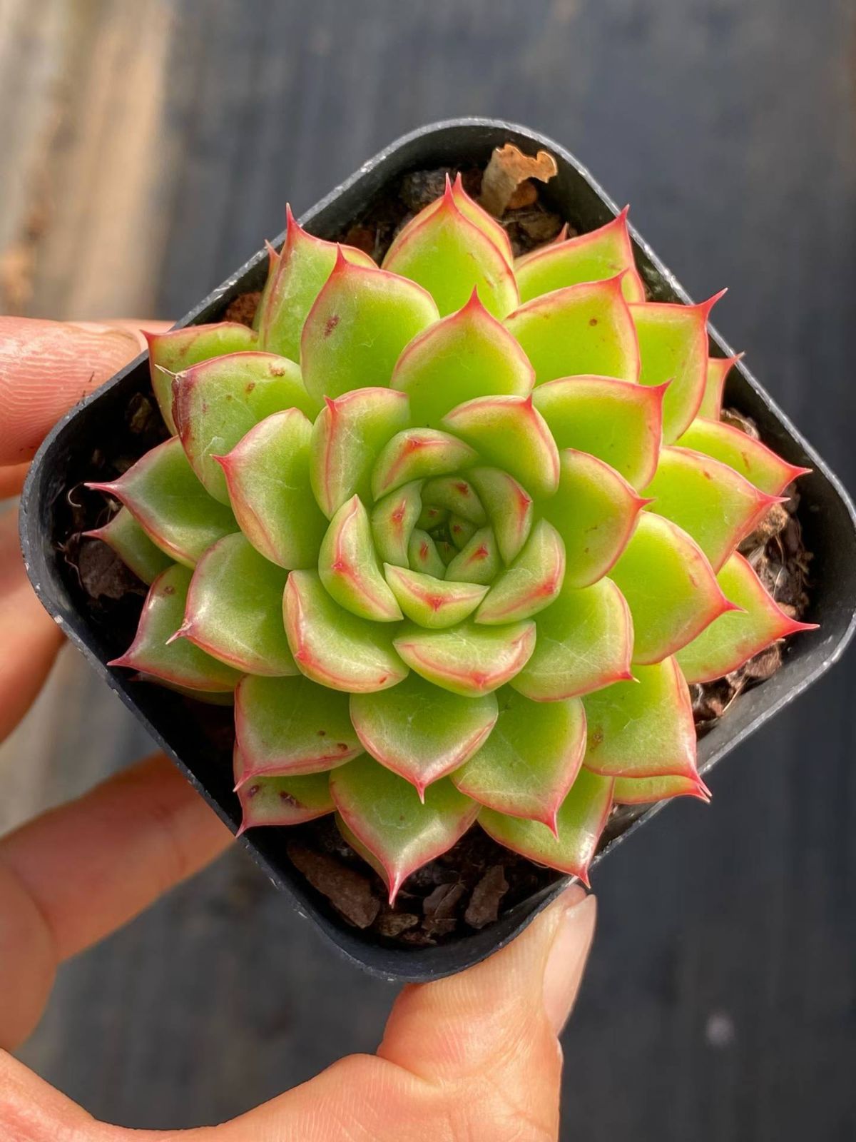 多肉植物　Z6767　フラッシュ　40株 　抜き苗　エケベリア　セダム　アエオニウム　韓国苗　寄せ植え　詰め合わせ 7,004円