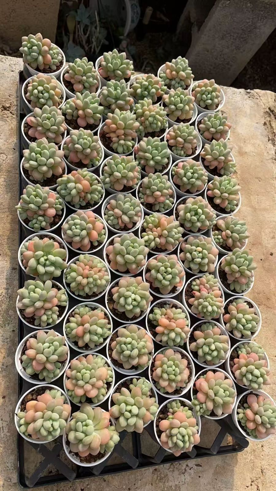 新入荷　Z6775　ロココ　54鉢　土鉢づき　エケベリア　セダム　アエオニウム　韓国苗　寄せ植え　詰め合わせ