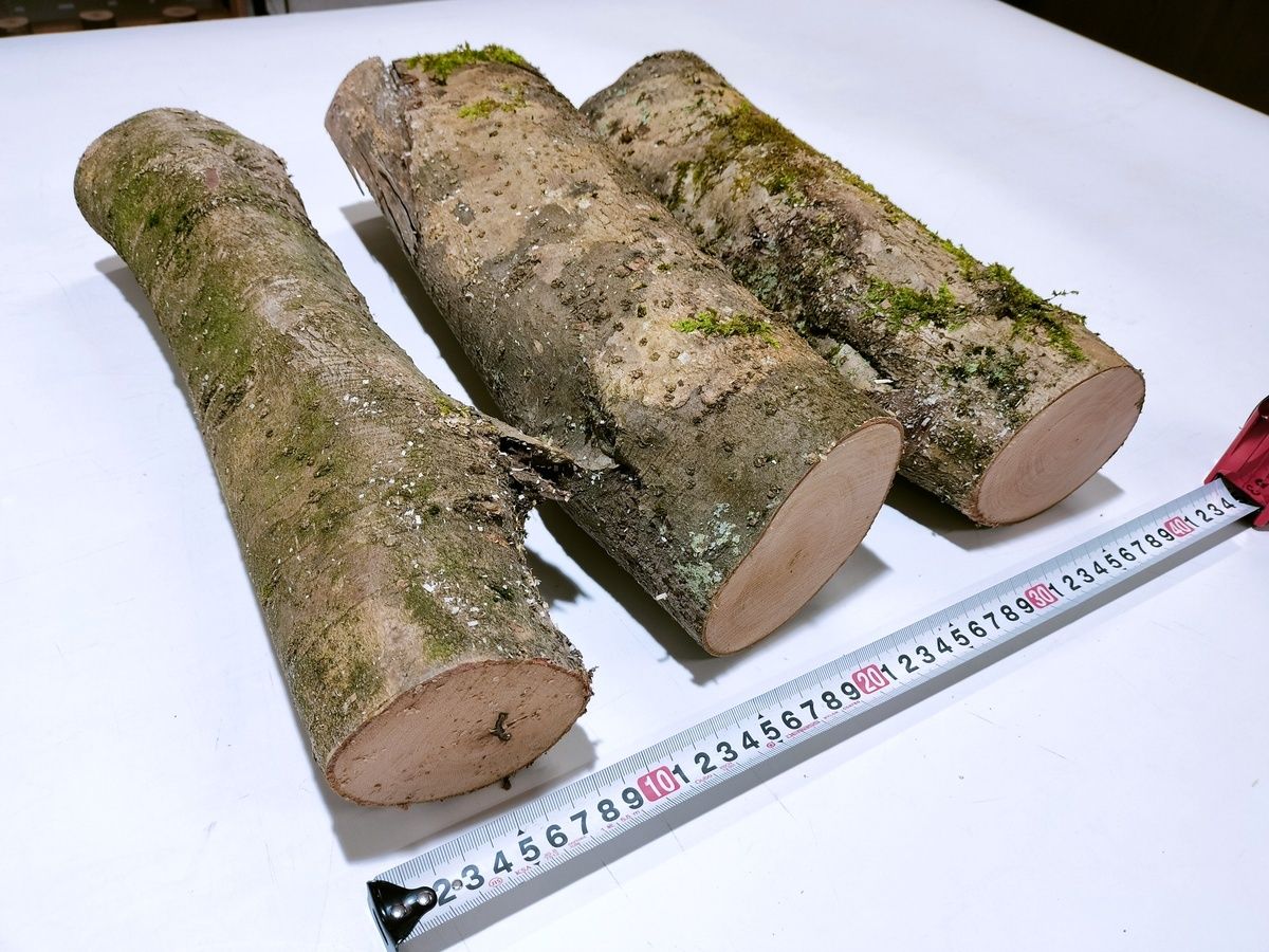 TBK-10　ユキツバキ　雪椿　3本セット　生木　400mm×φ約90mm【Junshin -潤森銘木-】