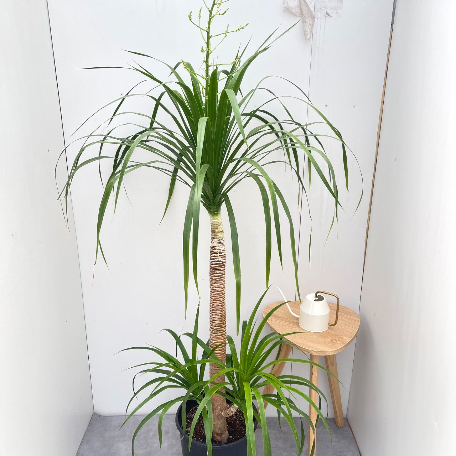 Aspidistra 極細葉の斑点タイプ ミヌティフロラ アスピディストラ