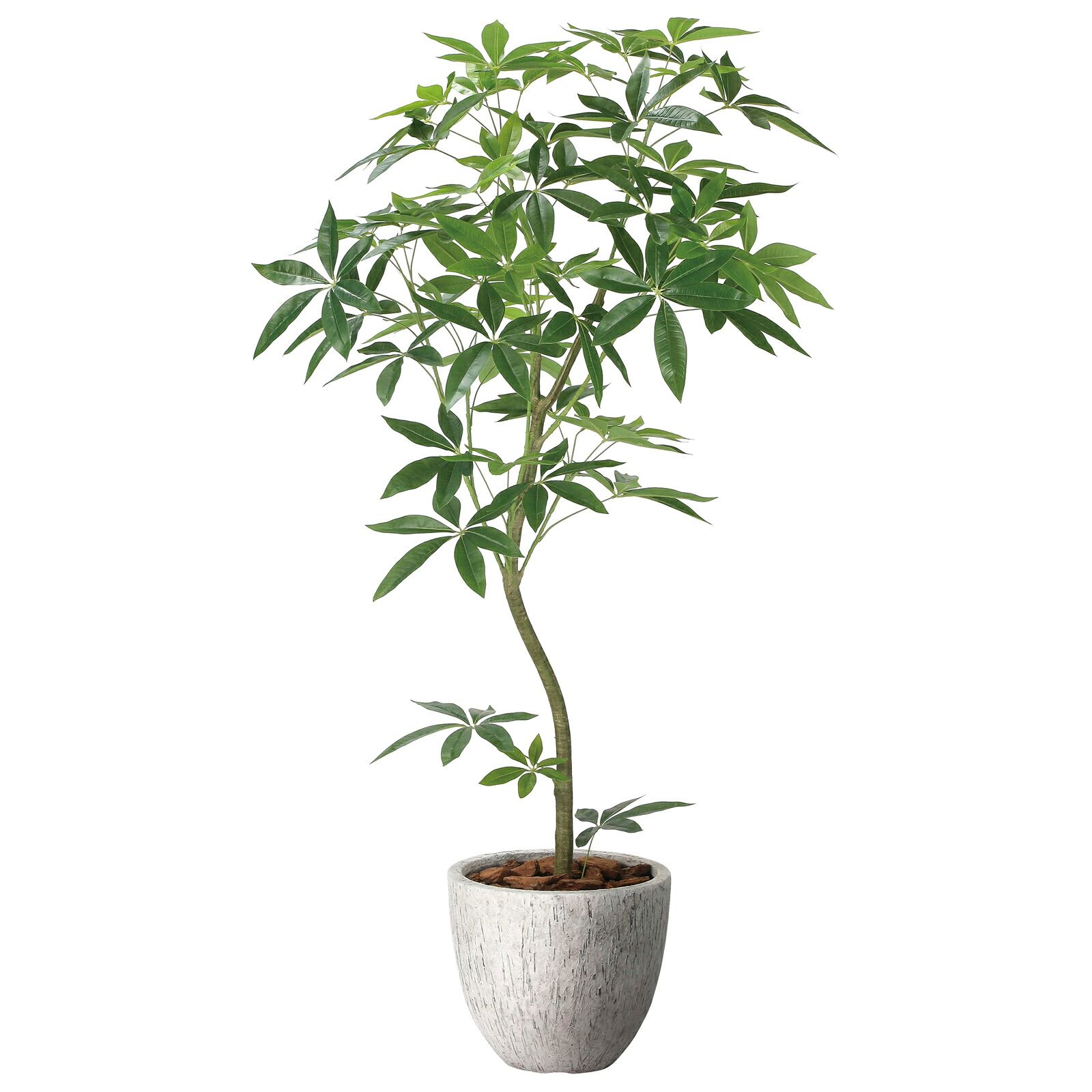 光触媒観葉植物 ナチュラル パキラ 1.6