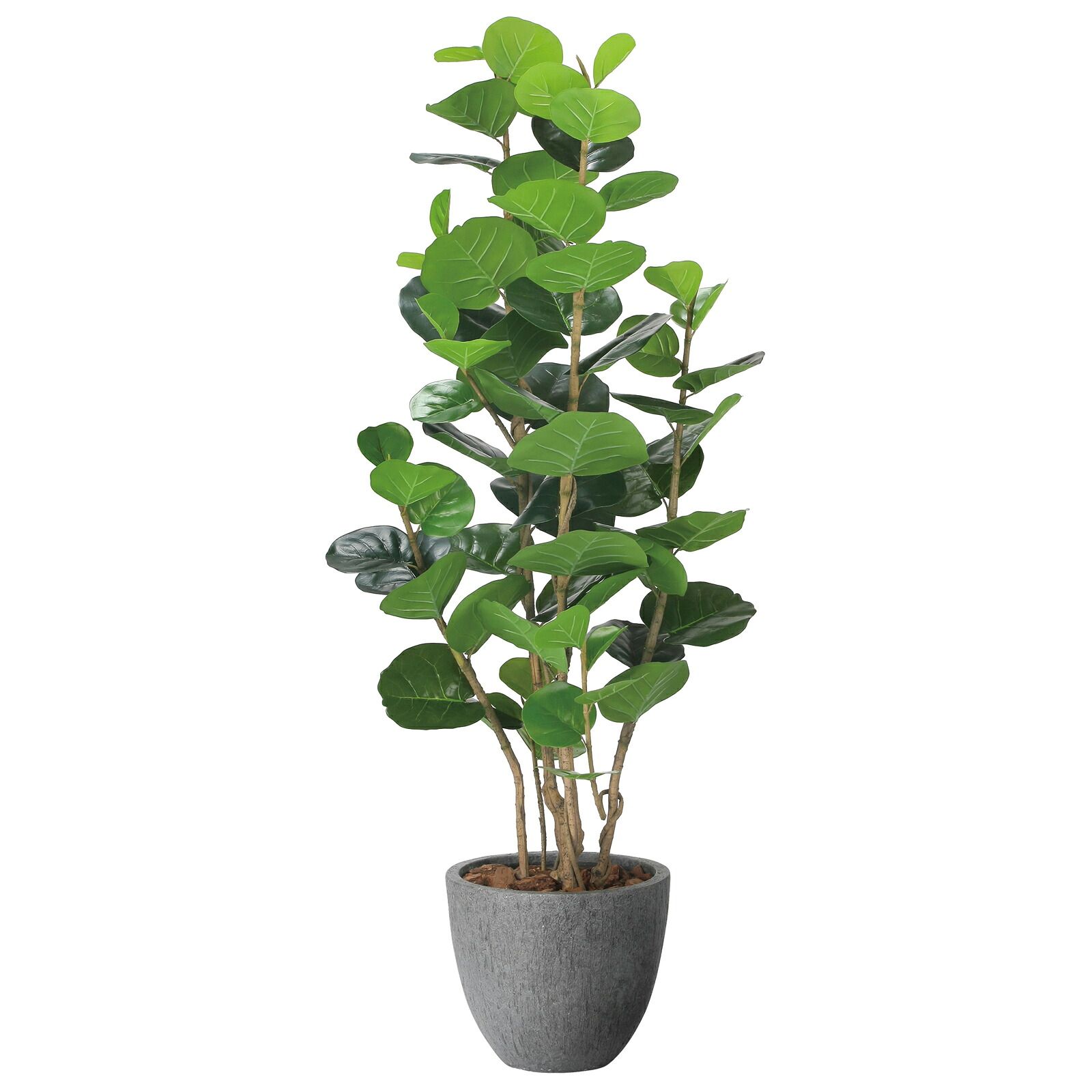 光触媒観葉植物 ナチュラル シーグレープ 1.6