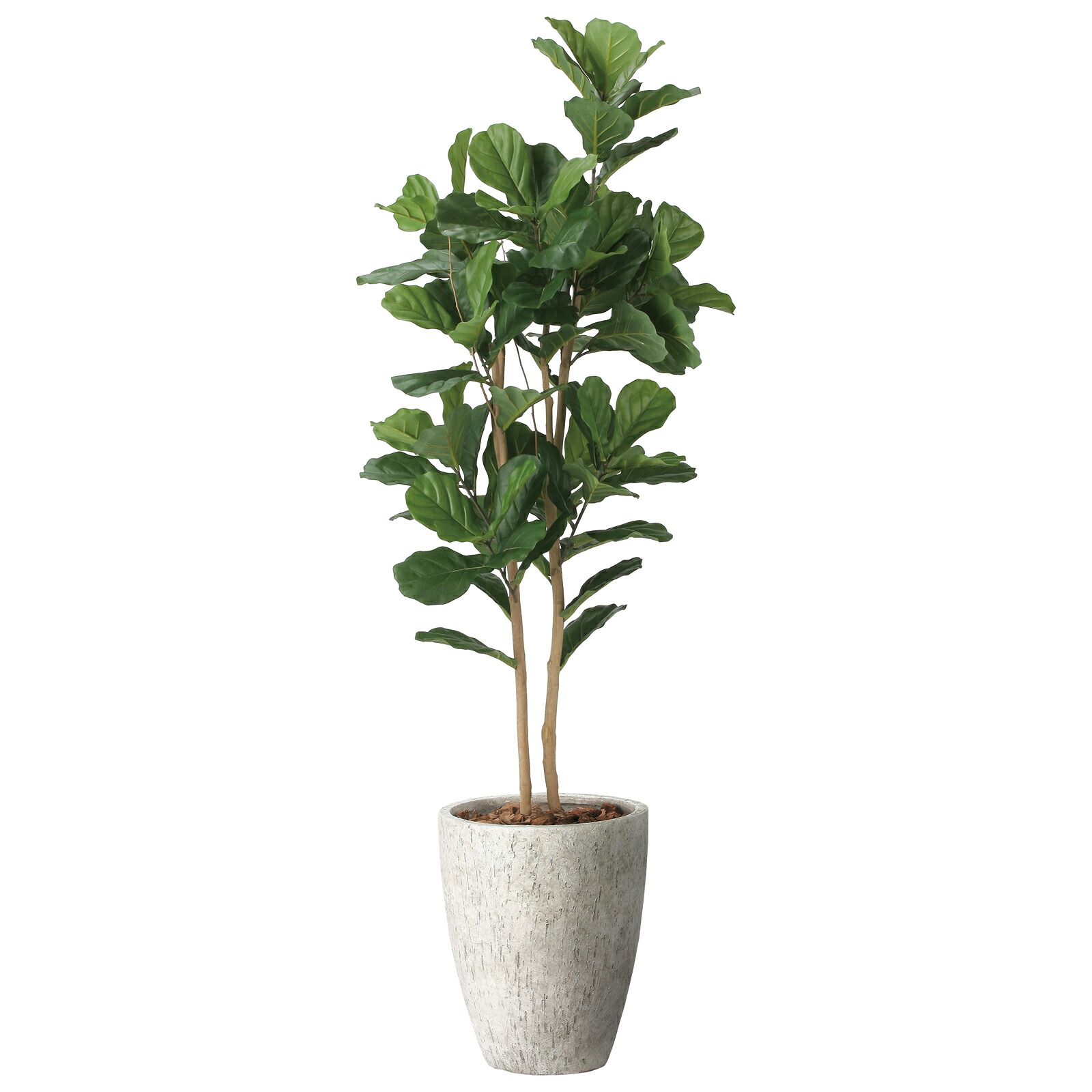 光触媒観葉植物 ナチュラル カシワバゴム 1.8