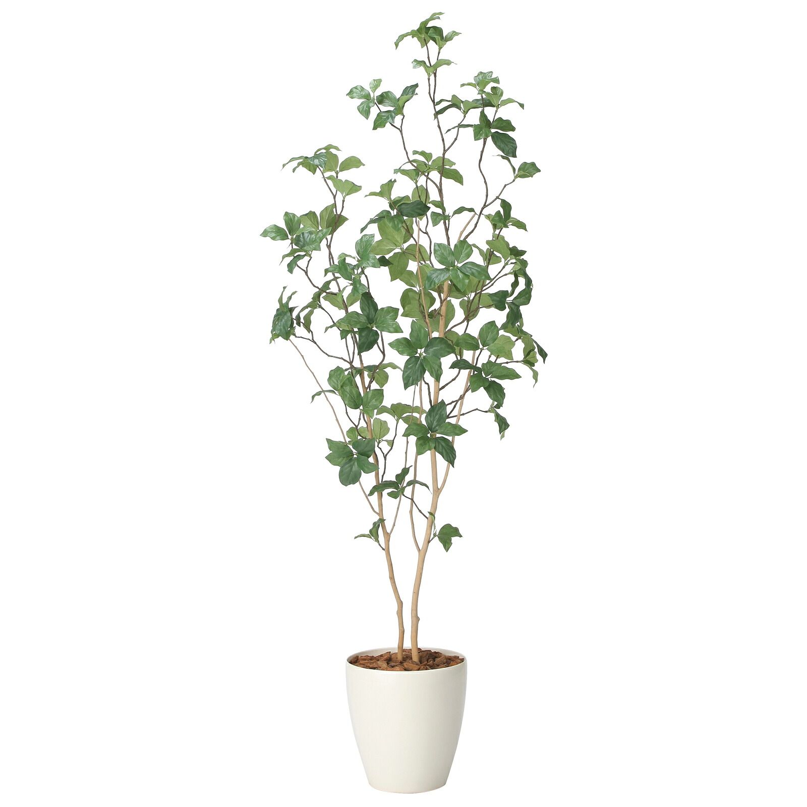 光触媒観葉植物 サラサドウダン 1.6 23,883円