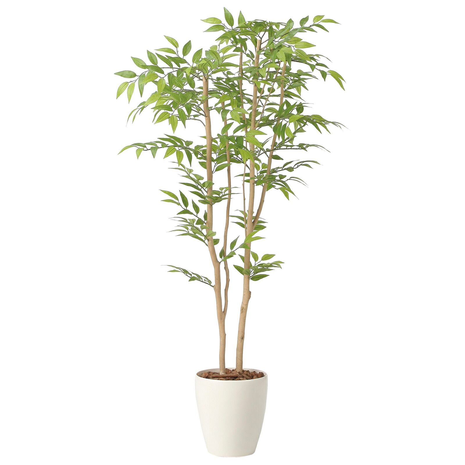 光触媒観葉植物 ソヨゴ 1.3 18,675円