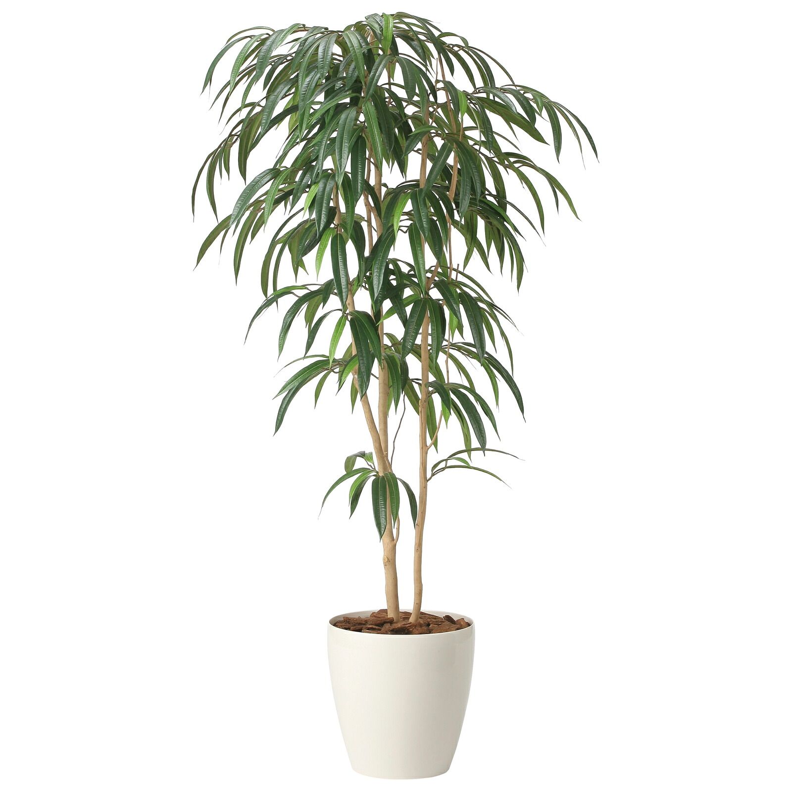光触媒観葉植物 ショウナンゴム 1.6