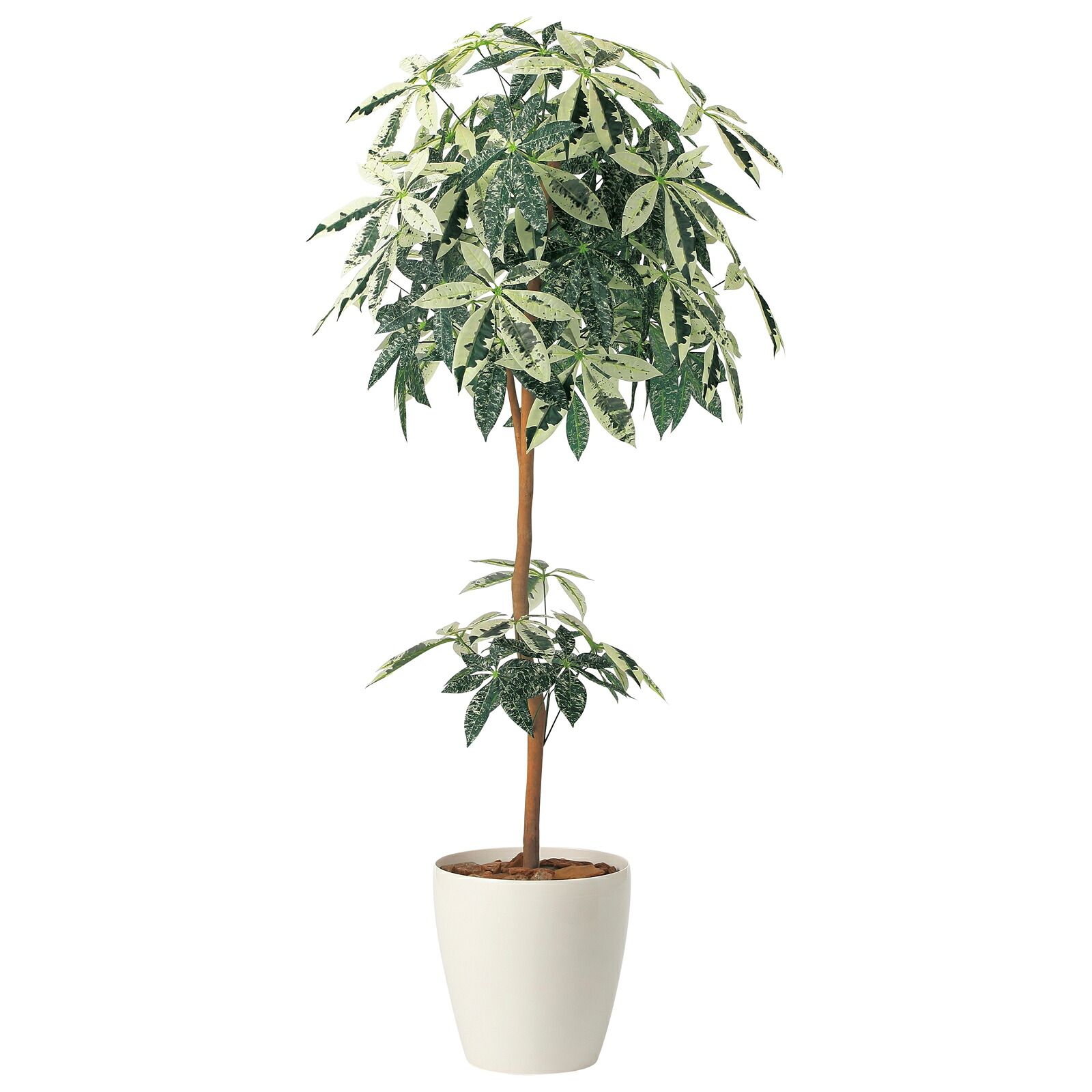 光触媒観葉植物 ミルキーパキラ 1.6