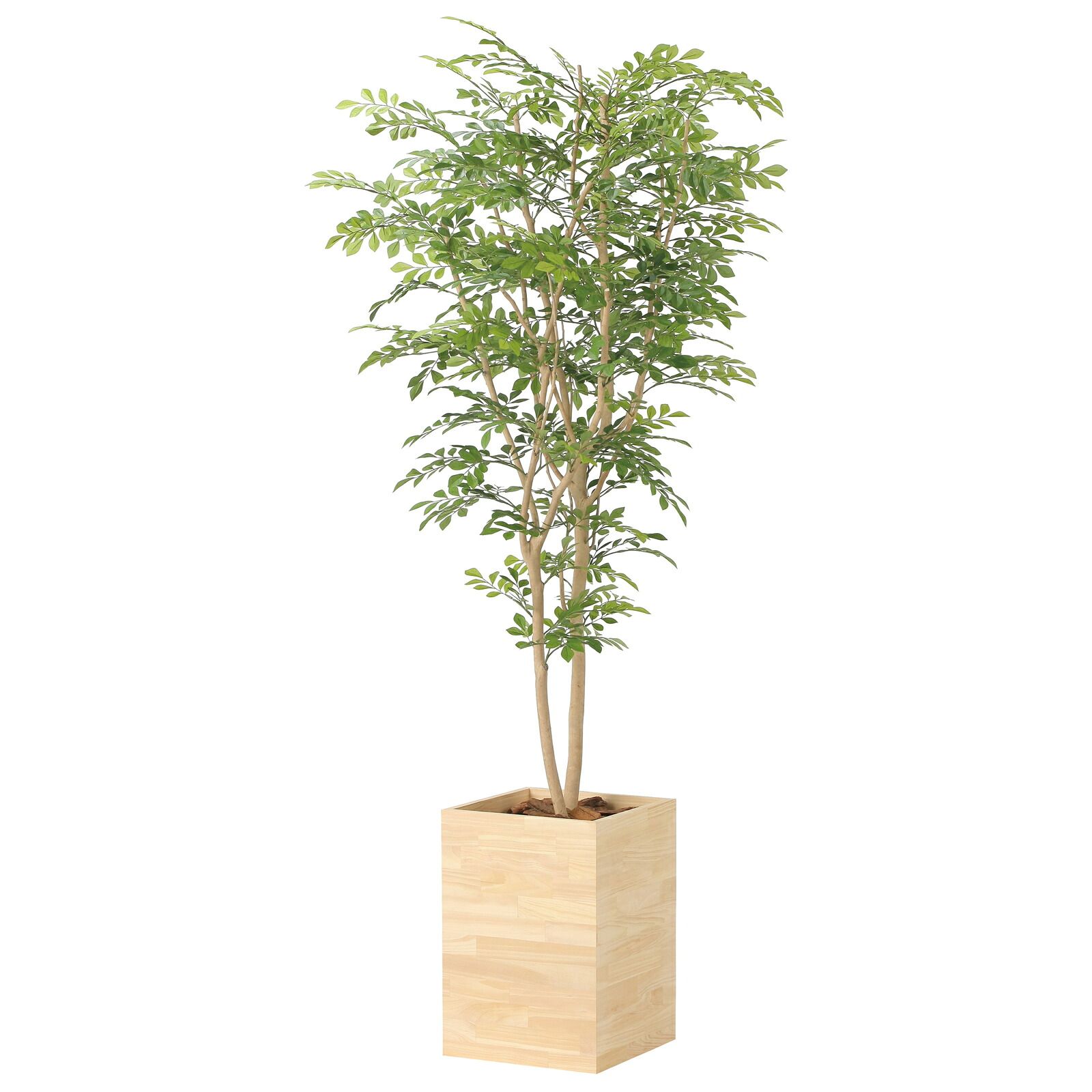 光触媒観葉植物 ウッドボックストネリコミックス 1.8