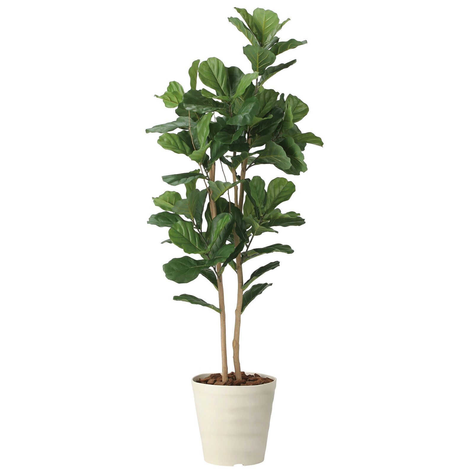 光触媒観葉植物 カシワバゴム 1.8
