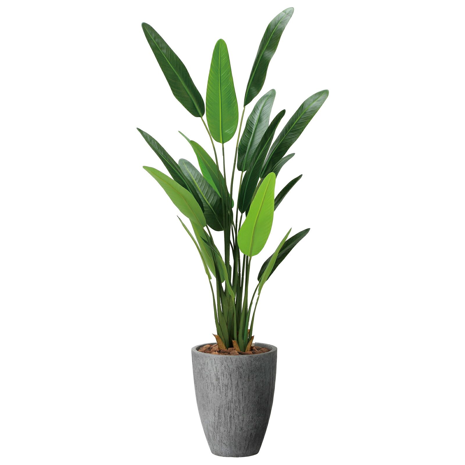 光触媒観葉植物 ナチュラルトラベラーズパーム 1.6
