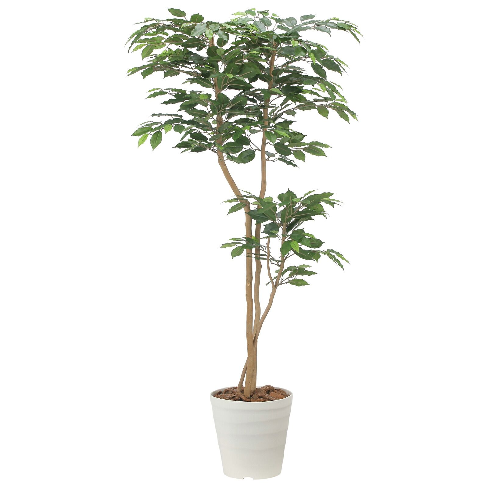 光触媒観葉植物 デザインベンジャミン 1.6