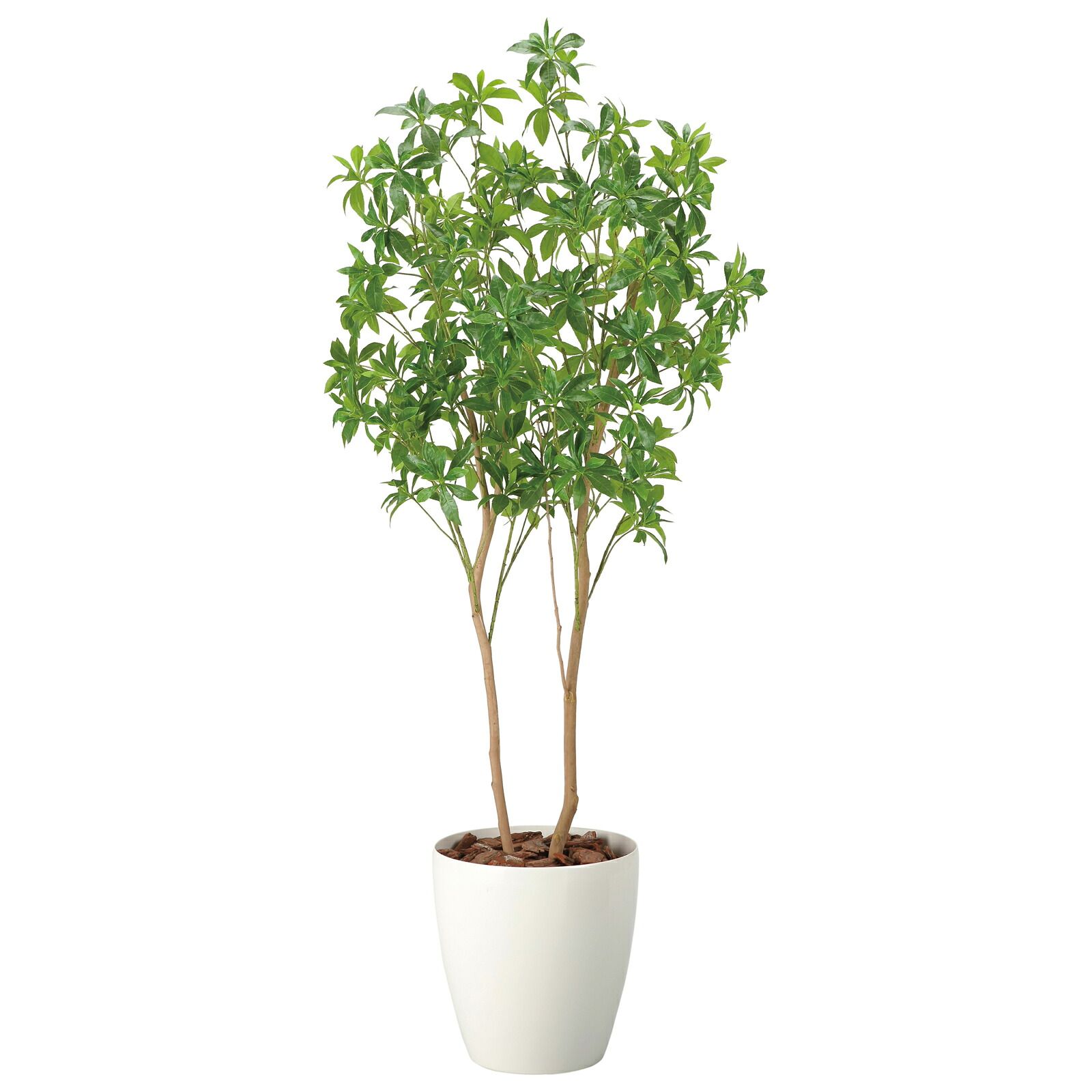 光触媒観葉植物 フレッシュアセビ 1.8