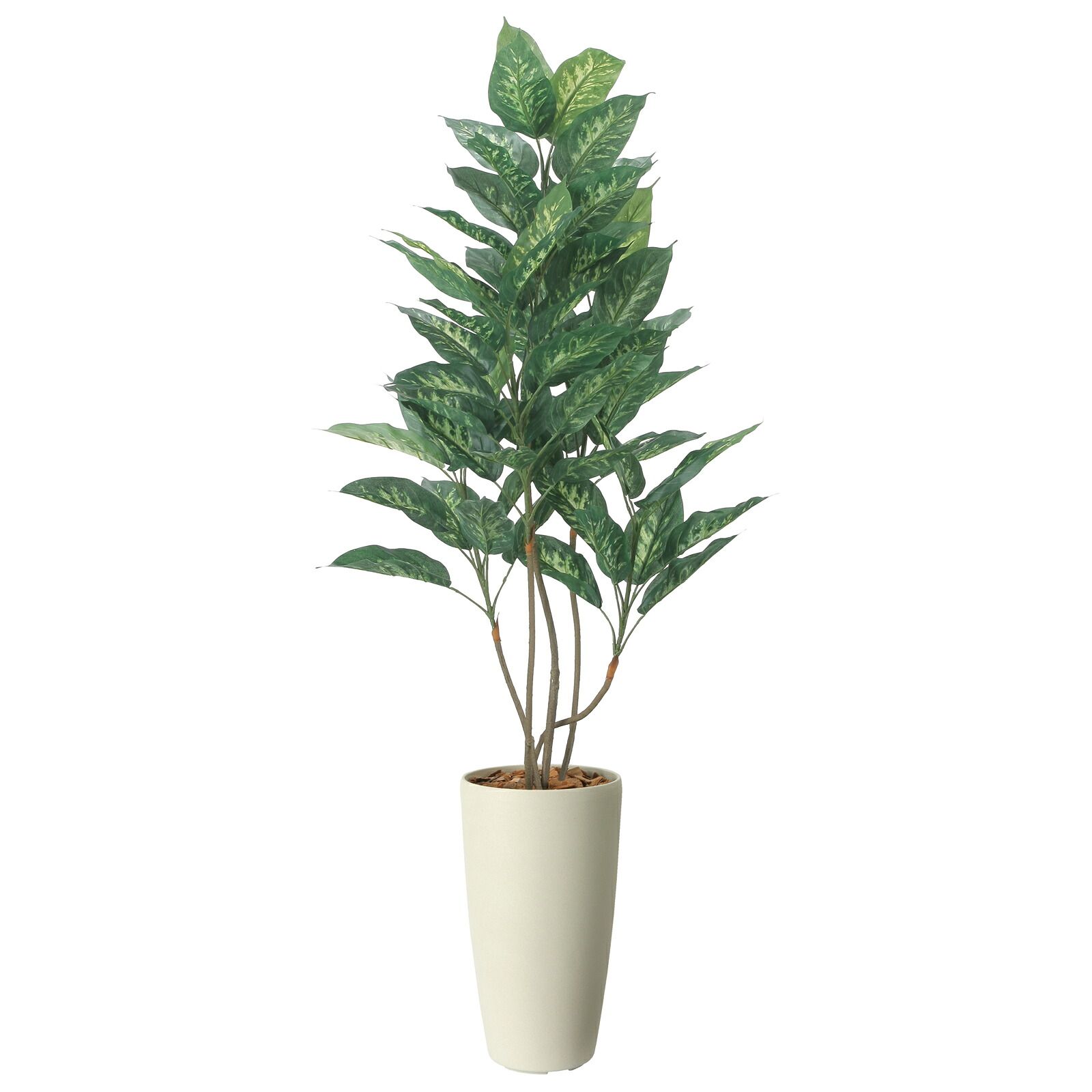 光触媒観葉植物 スリムディフェンバキア 1.5