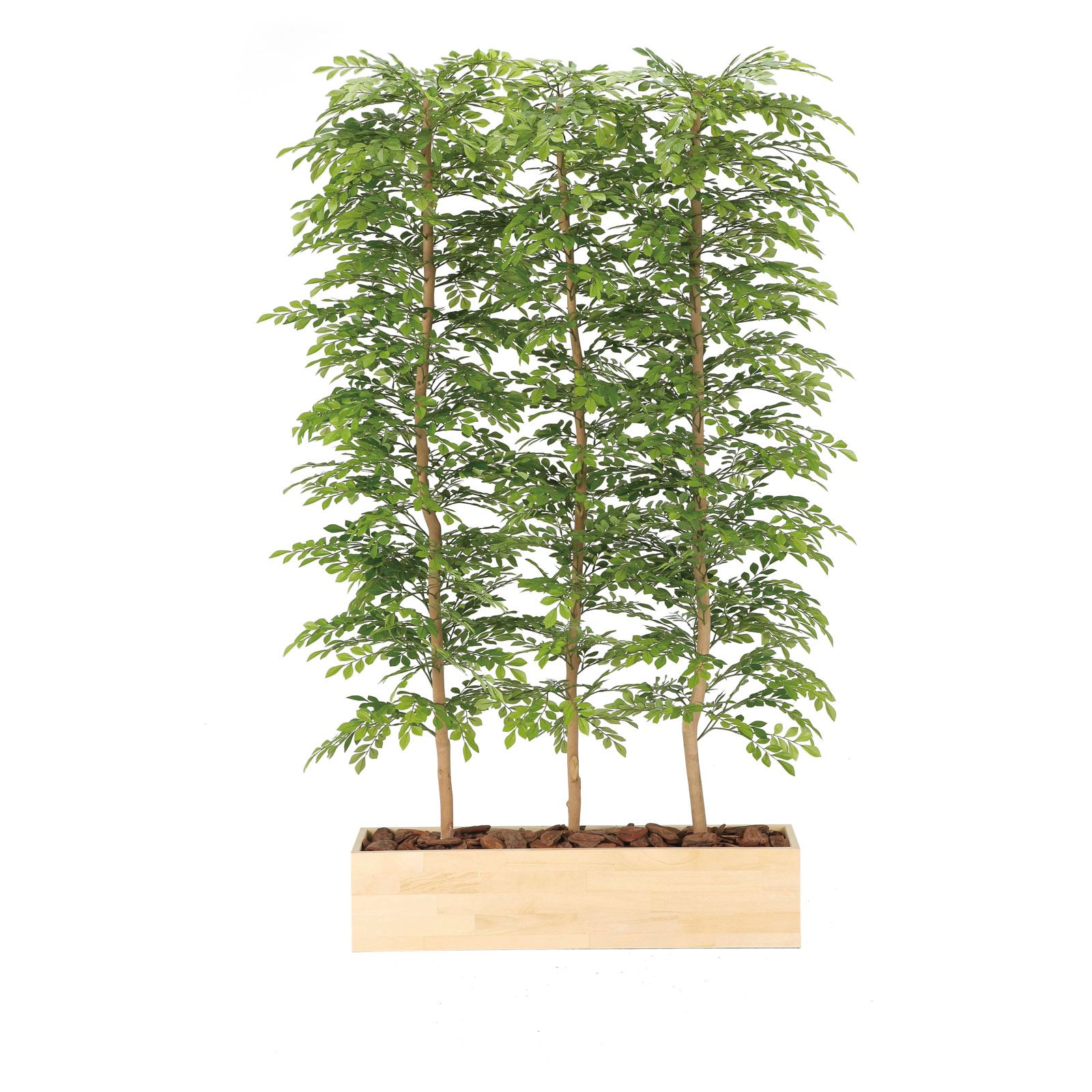 光触媒観葉植物 ウッドプランター ライトトネリコ 1.8 (組立式)