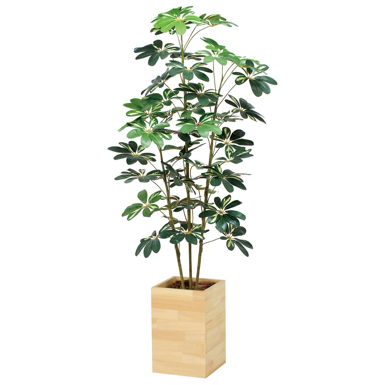 光触媒観葉植物 ウッドボックス カポック 1.6 31,160円