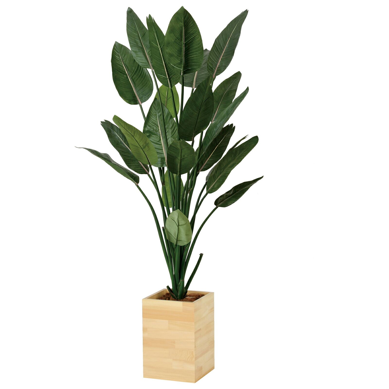 光触媒観葉植物 ウッドボックス ストレチア W 1.6