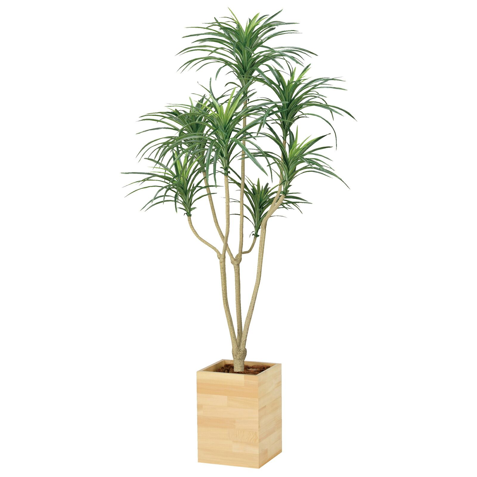 光触媒観葉植物 ウッドボックス ユッカ 1.6