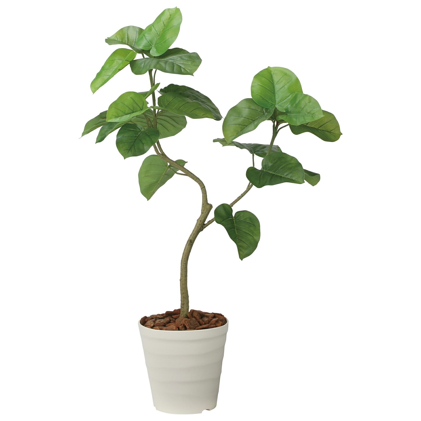 光触媒観葉植物 ウンベラータ 1.25