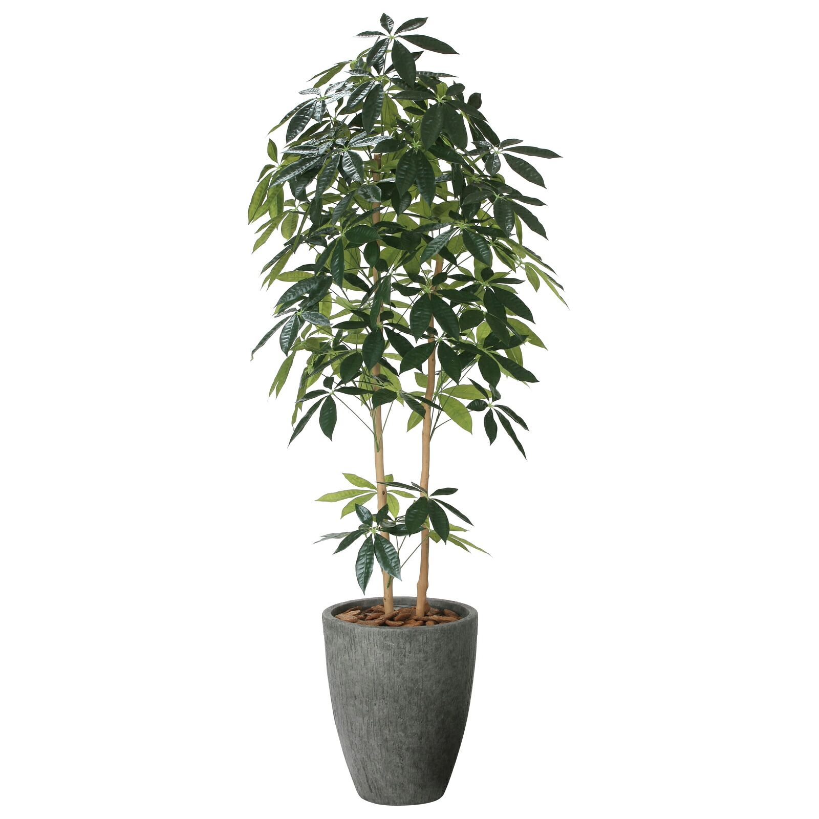 光触媒観葉植物 ナチュラル DX パキラ 1.8