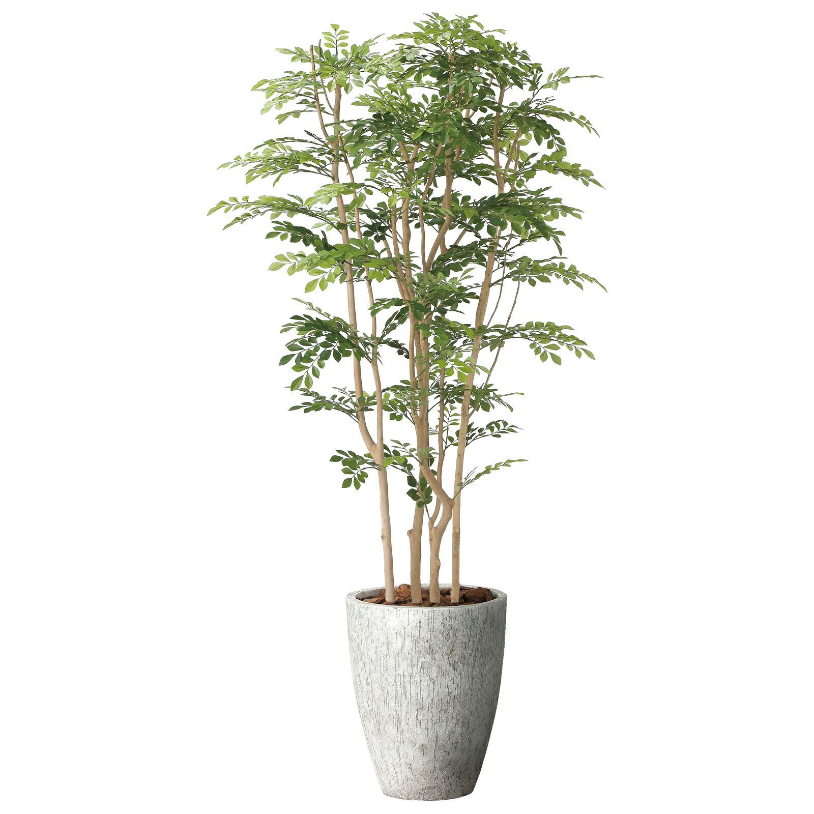 光触媒観葉植物 ナチュラル ツートントネリコ 1.8 56,483円