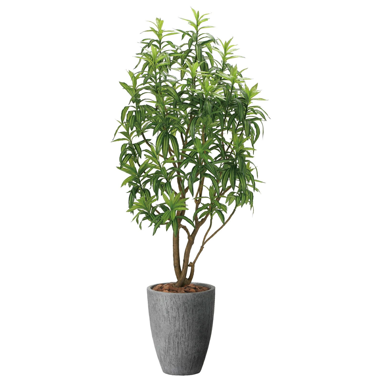 光触媒観葉植物 ナチュラル フレッシュドラセナ 1.8